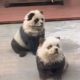 dog pandas China Zoo