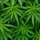 Study Reveals Cannabis Use Linked to Epigenetic Changes in Human Body