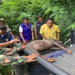 2 Rare Animals die in Thailand's Phetchaburi