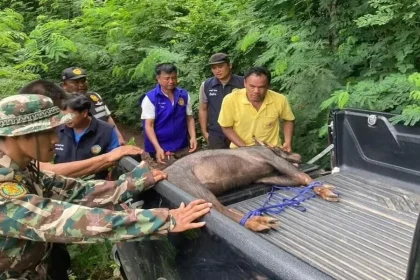 2 Rare Animals die in Thailand's Phetchaburi
