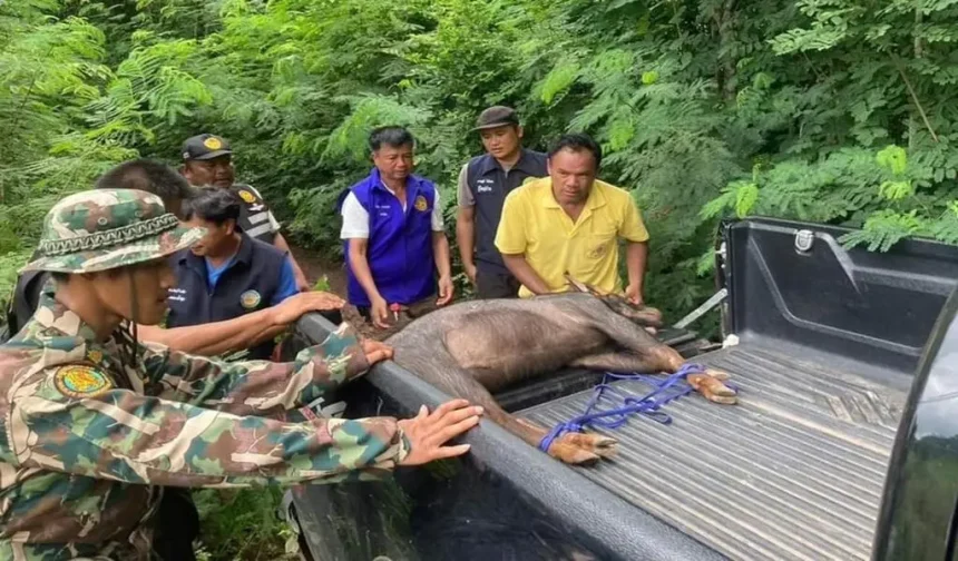 2 Rare Animals die in Thailand's Phetchaburi