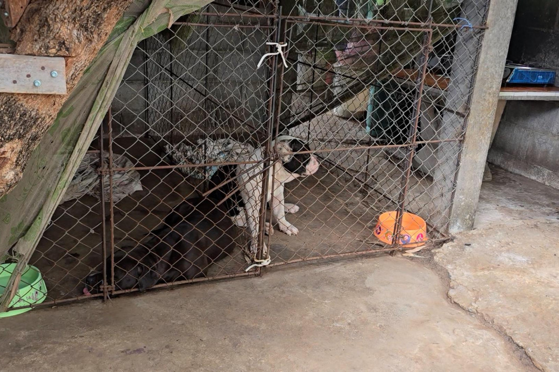 American Bully Dogs Kill elderly man