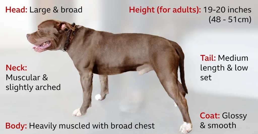 American Bully Dogs