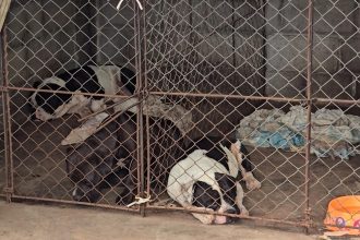 American Bully Gogs