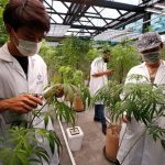 Cannabis Cultivation Students Thailand