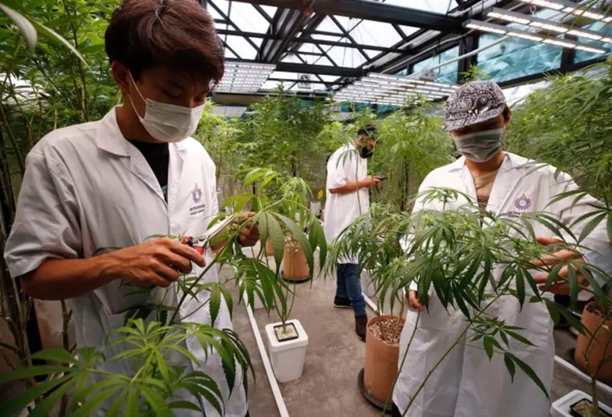 Cannabis Cultivation Students Thailand