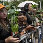 Thai Govt Faces Critics Over Plan to Reclassify Cannabis as Narcotic