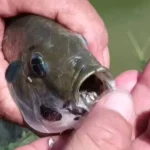 Thailand Boosts Efforts to Combat Invasive Blackchin Tilapia
