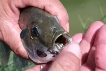 Thailand Boosts Efforts to Combat Invasive Blackchin Tilapia