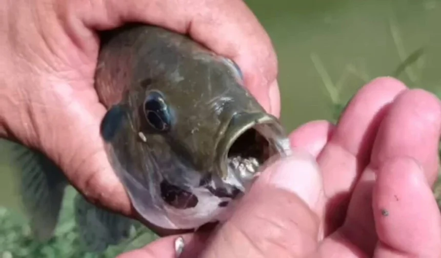 Thailand Boosts Efforts to Combat Invasive Blackchin Tilapia