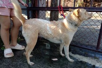 Chiang Rai Animal Control Declares Rabies Zone After Outbreak in Mae Sai