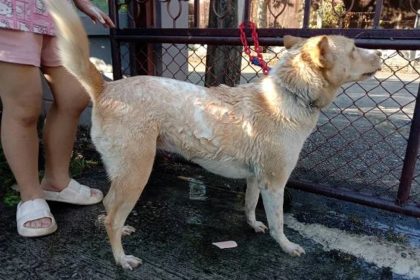 Chiang Rai Animal Control Declares Rabies Zone After Outbreak in Mae Sai