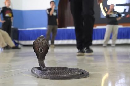 Cobra Snake Crawls Inside His Pants