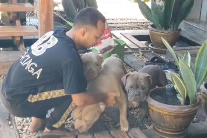 8 Year-Old Boy Mauled to Death By Three American Bully Dogs