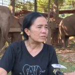 Elephant Foundation, Chiang Mai