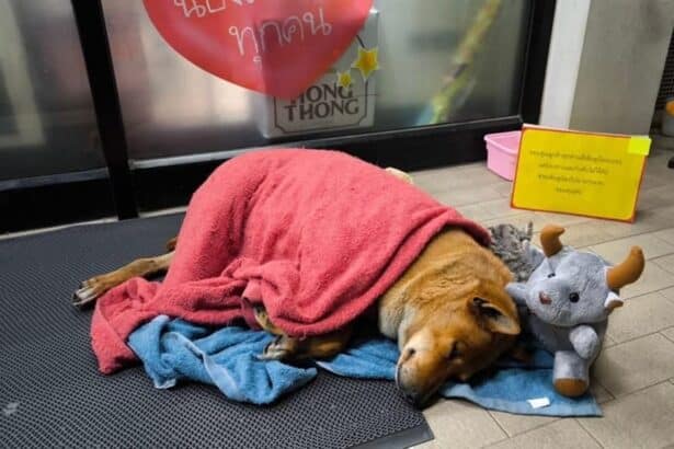 Moo Daeng, Oprhaned Dog, Thailand