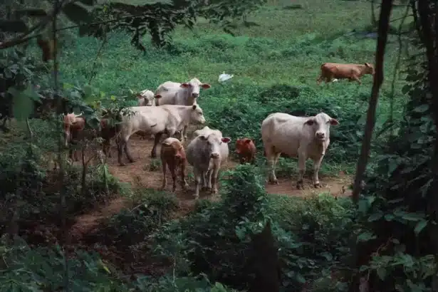 UK Bans Imports of Pigs, Sheep, and Cattle from Germany after foot-and-mouth case