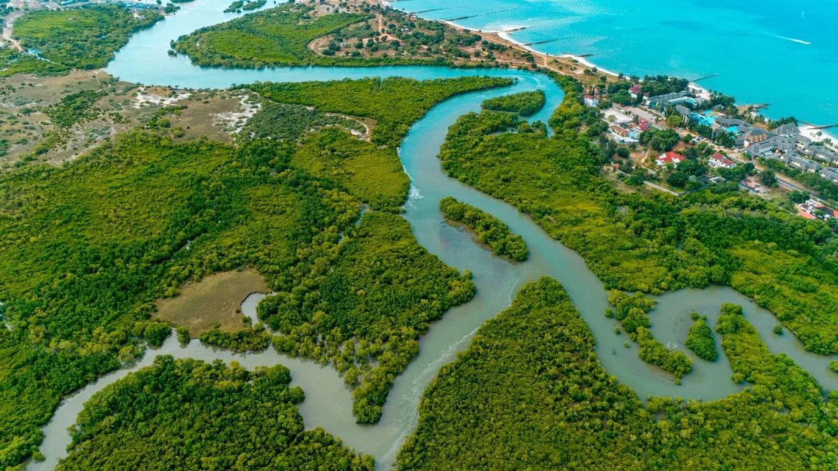 Mangrove ecosystems