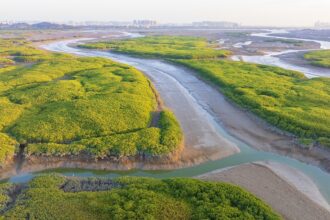 Mangrove ecosystem