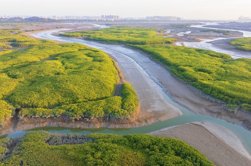 Mangrove ecosystem