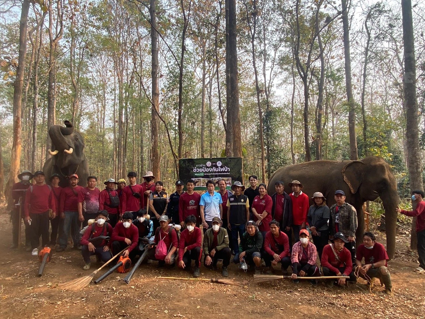 elephants forest fires in chiang mai.