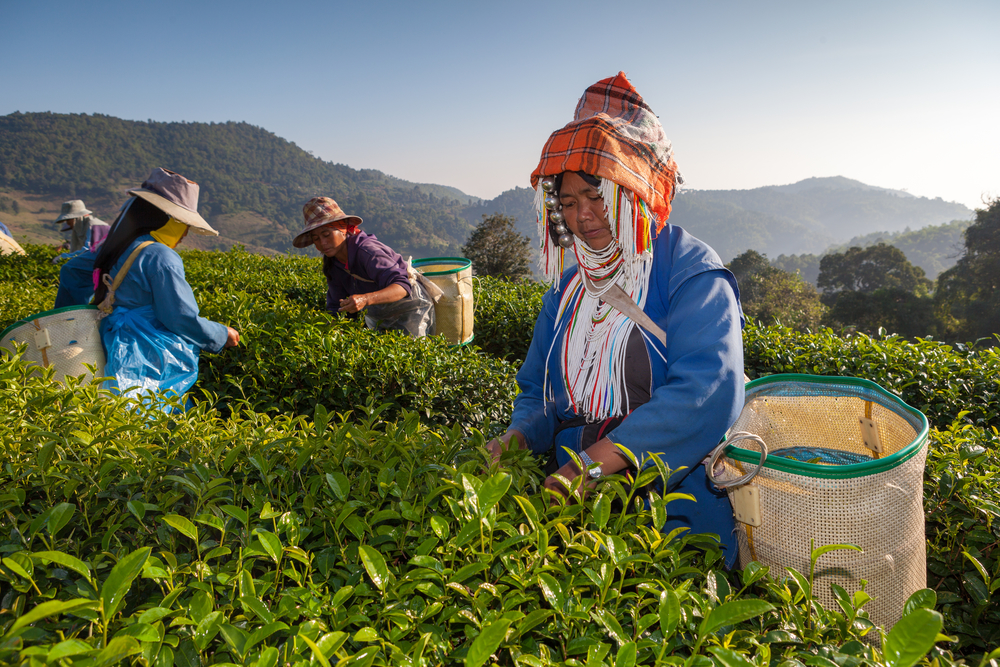 Tea Plantations: Breathtaking Views and Refreshing Brews