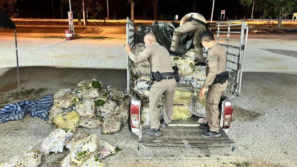 Drugs Seized Chiang Mai
