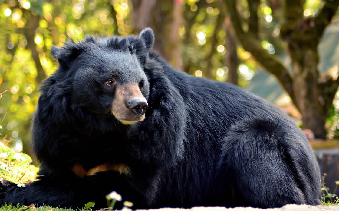 Asian Black Bear