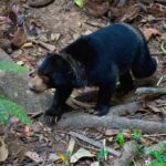 Black Bear Thailand