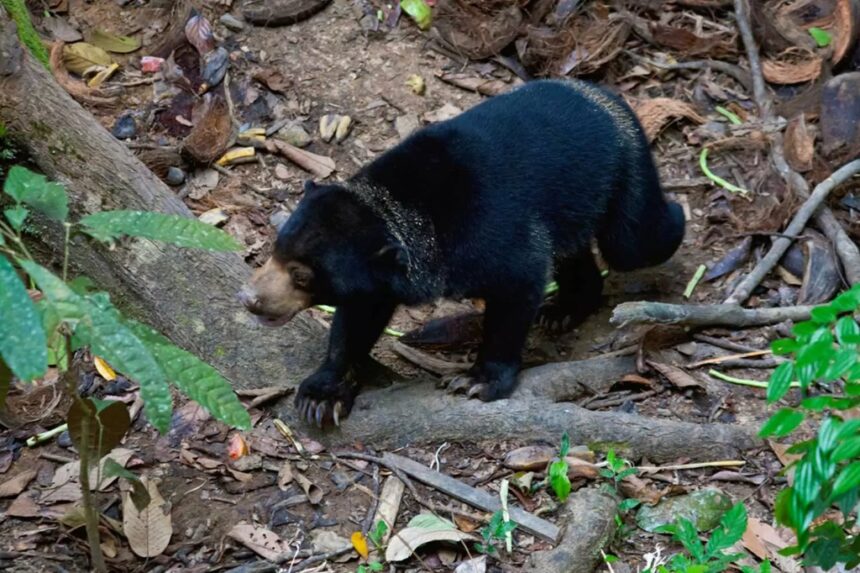 Black Bear Thailand