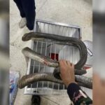 King Cobra Attacks in Thailand