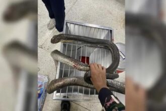 King Cobra Attacks in Thailand