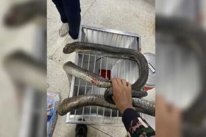 King Cobra Attacks in Thailand