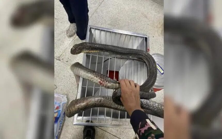 King Cobra Attacks in Thailand