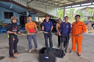 King Cobra Slithers Into Home in Chiang Rai