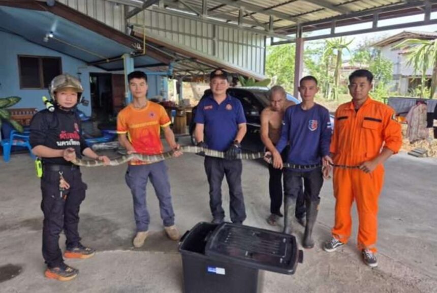 King Cobra Slithers Into Home in Chiang Rai