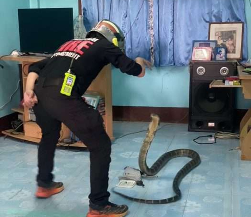 King Cobra Chiang Rai