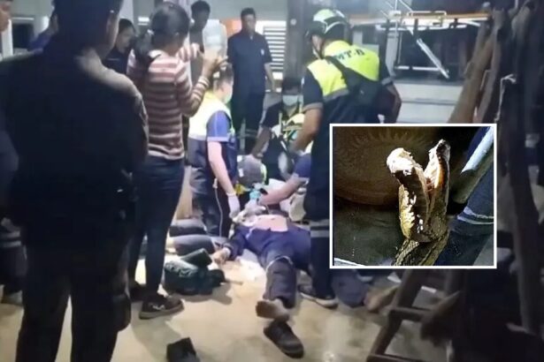 Rescue Volunteer Attacked By Python While Rescuing Cat