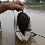 Toxic contamination of Mae Kok River Chiang Rai