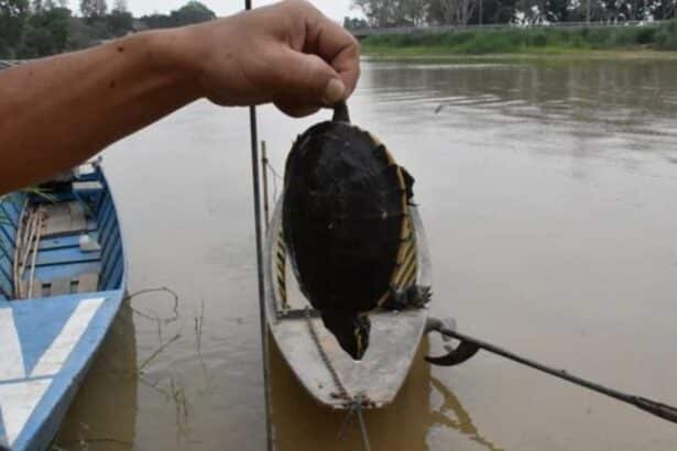 Toxic contamination of Mae Kok River Chiang Rai