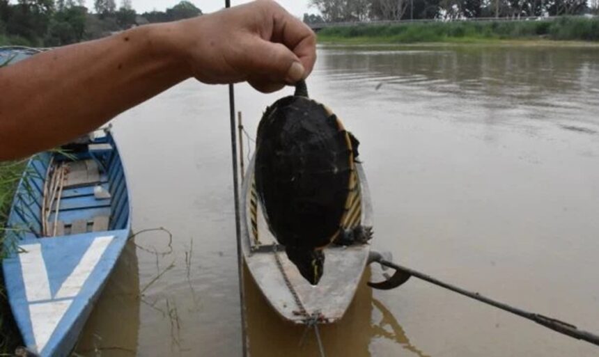 Toxic contamination of Mae Kok River Chiang Rai