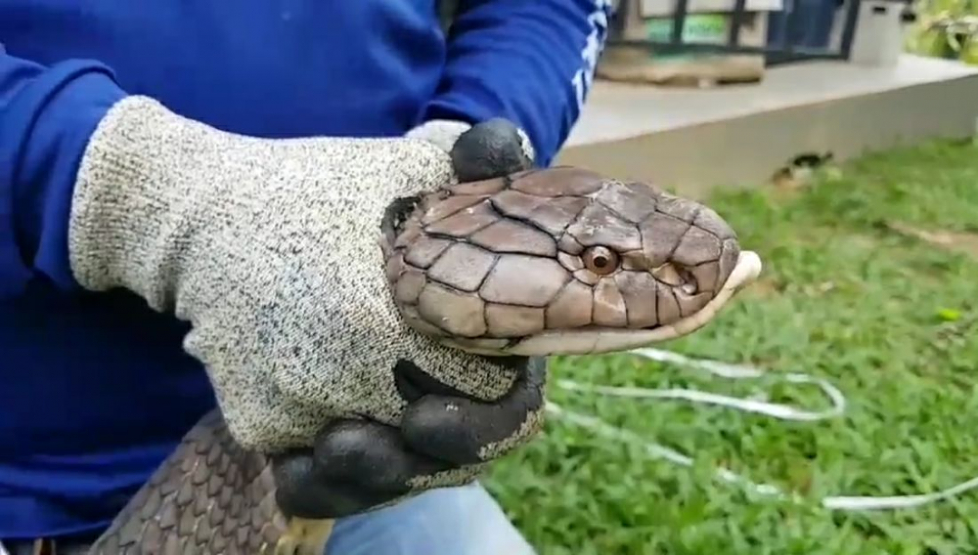 King Cobra Attacks in Thailand