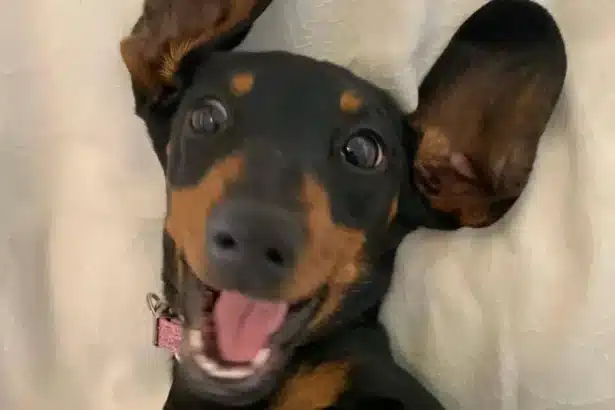 Dog rescued Australia