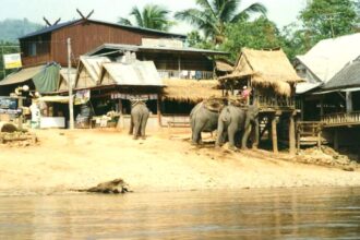 Chiang Rai Rummit Elephant Camp, Kok River
