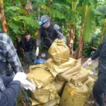 Police Drug Seizure Chiang Mai