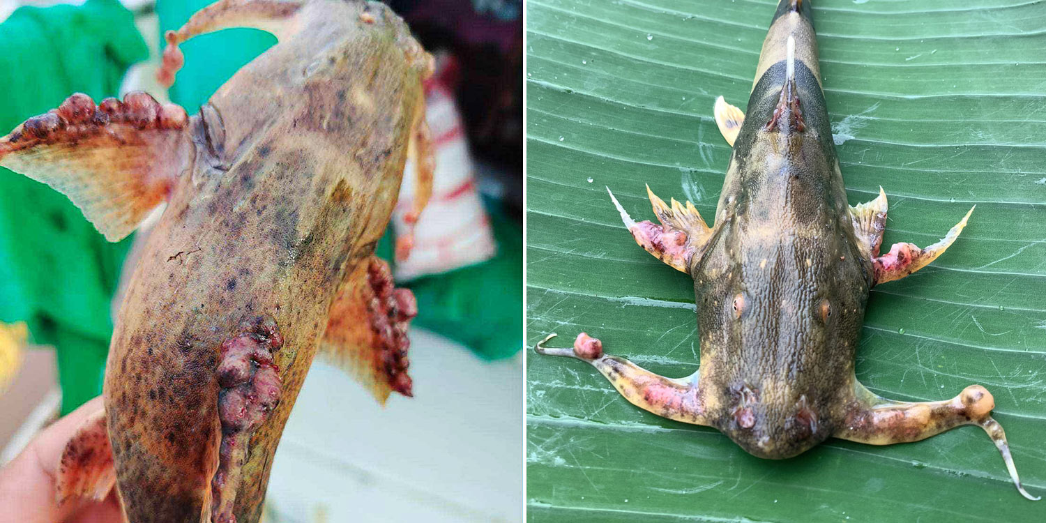 Fishers and local groups have found fish with clear red lumps and sores.