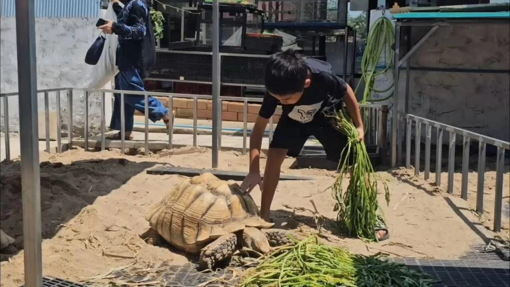 Giant Tortoise café Chiang Mai
