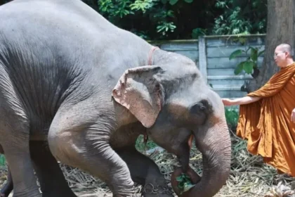 Elephant Rescued By Famous Monk