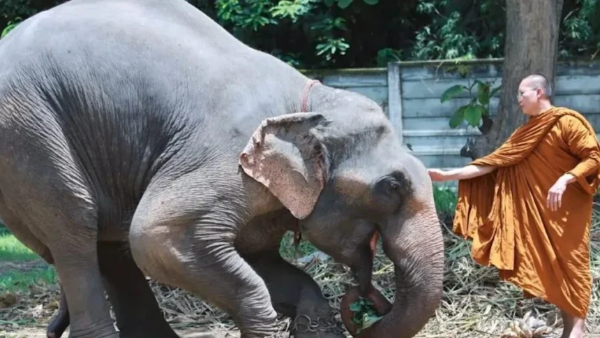 Elephant Rescued By Famous Monk