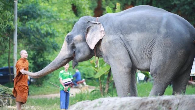When Phra Kru Aod visited Plai Khamsaen, he noticed the elephant looked much healthier. 